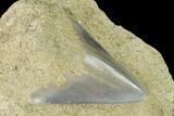 Serrated, Fossil Megalodon Tooth Still In Limestone - Indonesia #148975-3